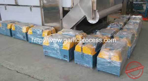 Garlic-Leaf-and-Root-Cutting-Machine-for-Turkey-Customer